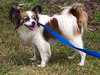 Jasmine the Papillon