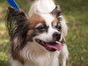 Jasmine the Papillon