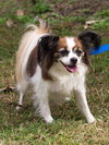 Jasmine the Papillon