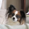 Jasmine the Papillon