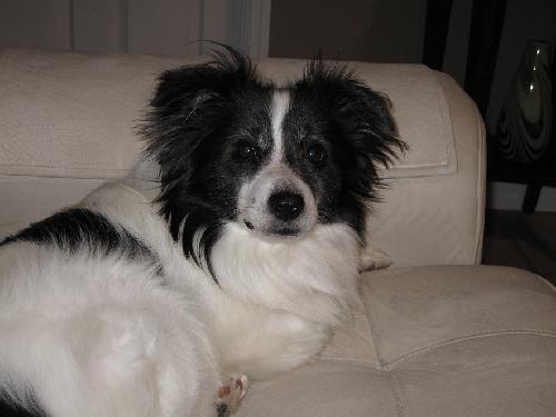 Border collie hot sale papillon breeder