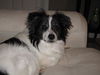 Hershey the Papillon Blend