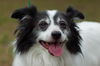 Hershey the Papillon Blend