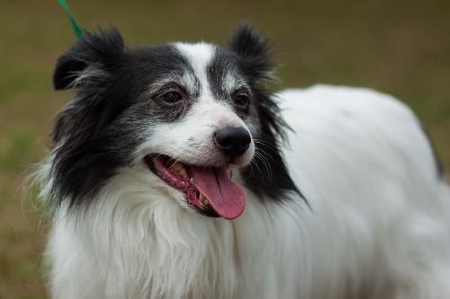 Papillon best sale collie mix