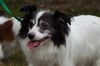 Hershey the Papillon Blend