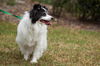 Hershey the Papillon Blend