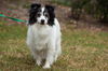 Hershey the Papillon Blend