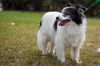 Hershey the Papillon Blend