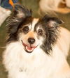 Hershey the Papillon Blend