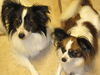 Hershey the Papillon Blend