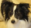 Hershey the Papillon Blend