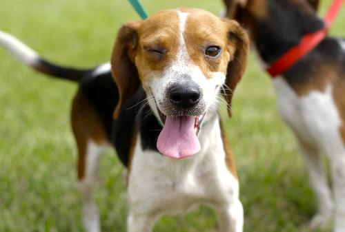 Kayla the Sweet Beagle