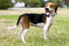 Kayla the Sweet Beagle