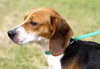 Kayla the Sweet Beagle
