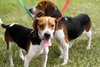 Kayla the Sweet Beagle