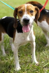 Kayla the Sweet Beagle