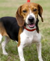 Mustang Sally the Beagle