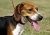 Mustang Sally the Beagle