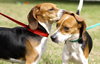 Mustang Sally the Beagle