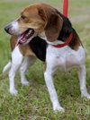 Mustang Sally the Beagle