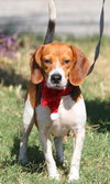 Mustang Sally the Beagle