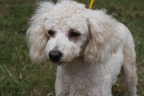 Mini top french poodle