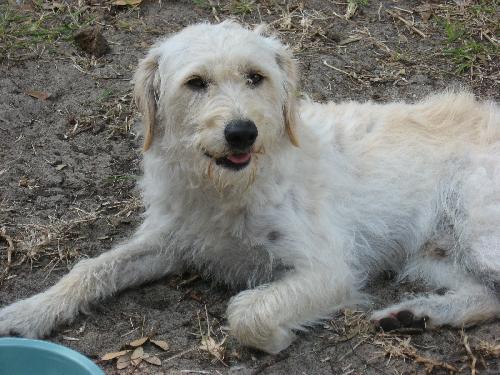 Petey the Wiredhair Terrier