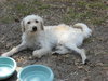 Petey the Wiredhair Terrier