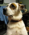 Hooper the Terrier