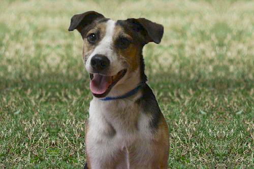 Nelson the Wirehair Terrier Blend