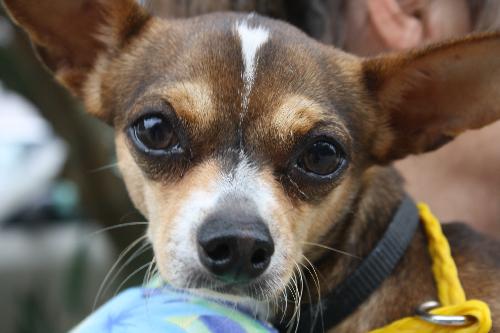 Guy Fawkes the Chi