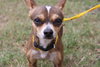 Guy Fawkes the Chi