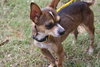 Guy Fawkes the Chi