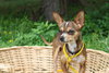 Guy Fawkes the Chi