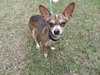 Guy Fawkes the Chi