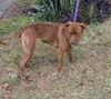 Felicity the Terrier