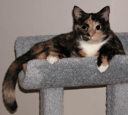 Reeces the Calico