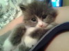 Prince Harry the Royally Flufftastic Kitten