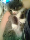 Prince Harry the Royally Flufftastic Kitten