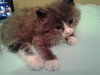 Prince Harry the Royally Flufftastic Kitten