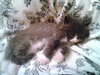 Prince Harry the Royally Flufftastic Kitten