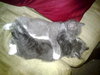 Prince Harry the Royally Flufftastic Kitten