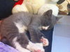 Prince Harry the Royally Flufftastic Kitten
