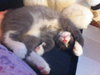 Prince Harry the Royally Flufftastic Kitten