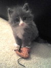 Prince Harry the Royally Flufftastic Kitten