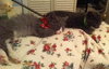 Prince Harry the Royally Flufftastic Kitten