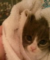 Prince Harry the Royally Flufftastic Kitten