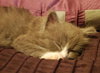 Prince Harry the Royally Flufftastic Kitten