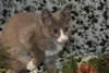 Prince Harry the Royally Flufftastic Kitten