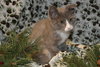 Prince Harry the Royally Flufftastic Kitten